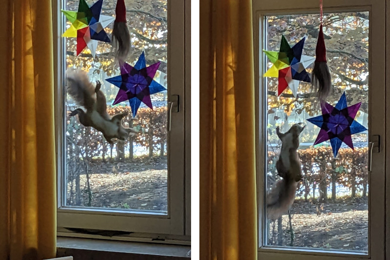 Zwei Bilder eines Eichhörnchens, das an einer mit Papiersternen geschmückten Fensterscheibe sitzt.